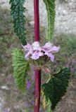 Phlomoides tuberosa