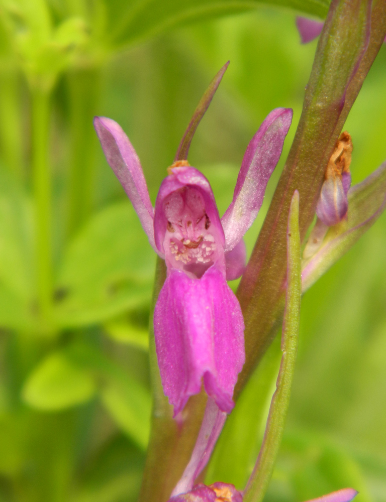 Image of Anacamptis laxiflora ssp. elegans specimen.