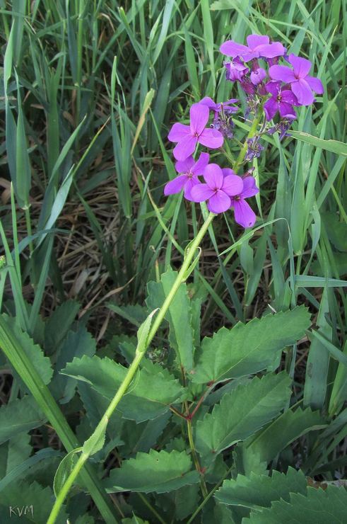 Изображение особи Hesperis sibirica.