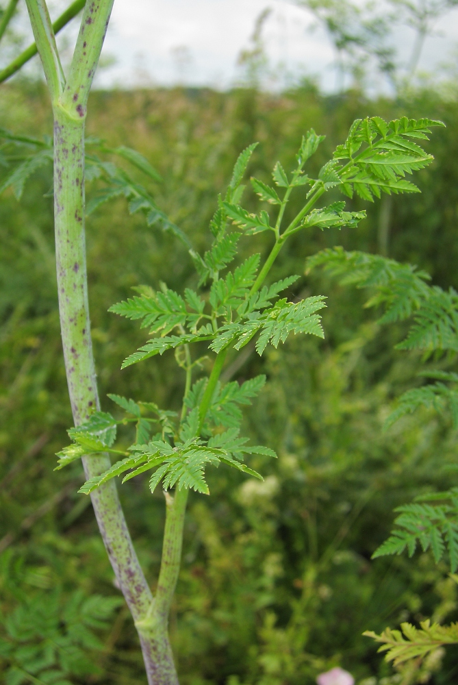 Изображение особи Conium maculatum.