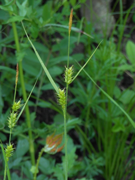Изображение особи Carex latisquamea.