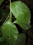 Campanula latifolia. Часть стебля с листьями. Курская обл., г. Железногорск. 20 июля 2007 г.