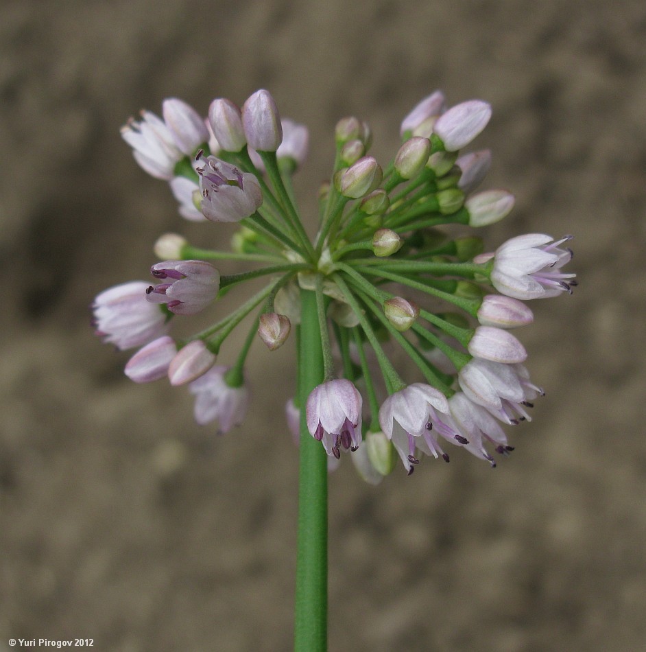 Изображение особи Allium senescens.