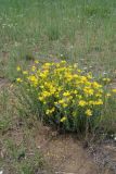 Haplophyllum dauricum