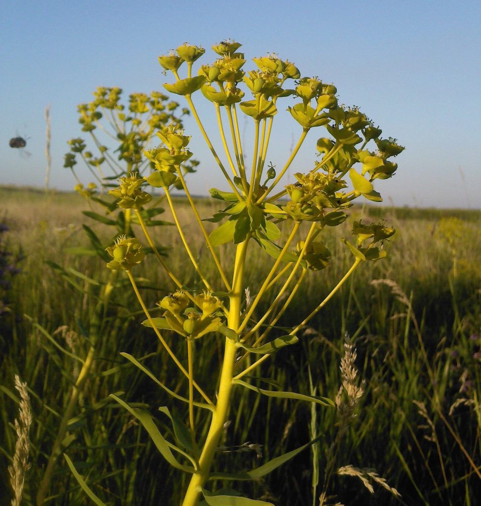 Изображение особи Euphorbia virgata.