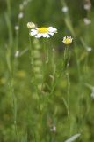 genus Tripleurospermum. Соцветия. Южный Казахстан, правобережье Сыр-Дарьи выше устья Арыси. 29.05.2012.