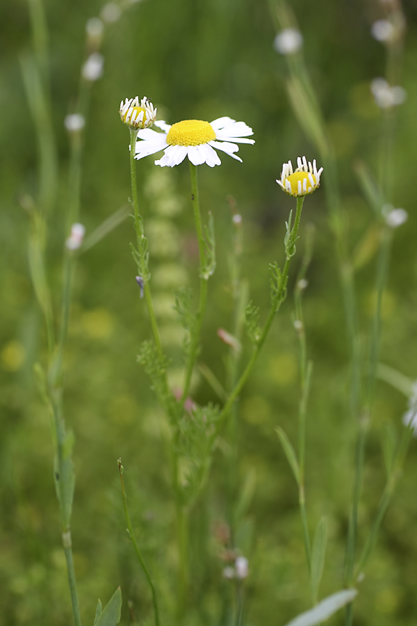 Image of genus Tripleurospermum specimen.
