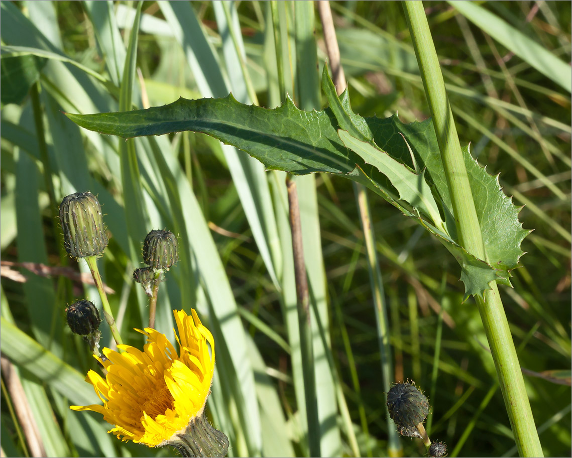 Image of Sonchus humilis specimen.