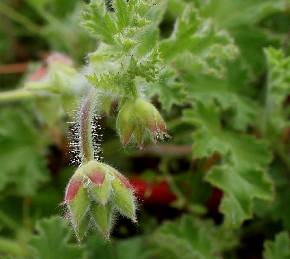 Изображение особи род Pelargonium.