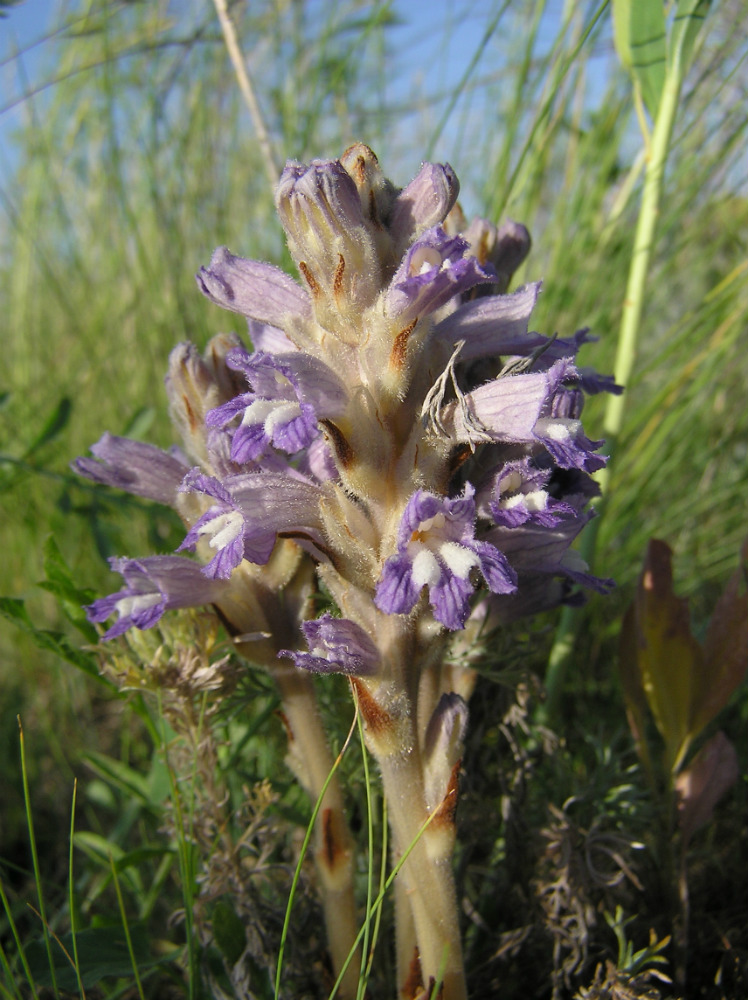 Image of Phelipanche arenaria specimen.