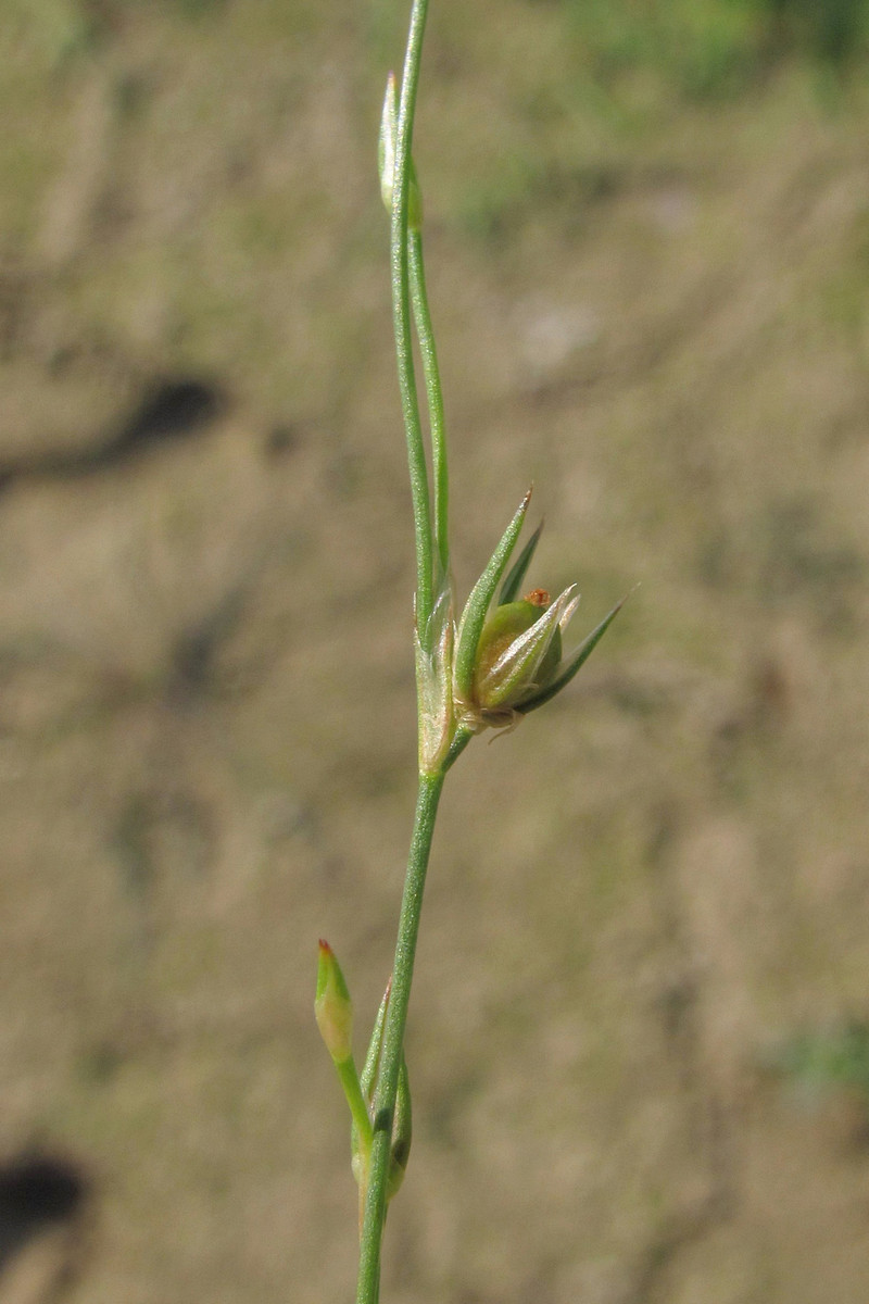 Image of Juncus sphaerocarpus specimen.