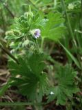 Geranium pusillum