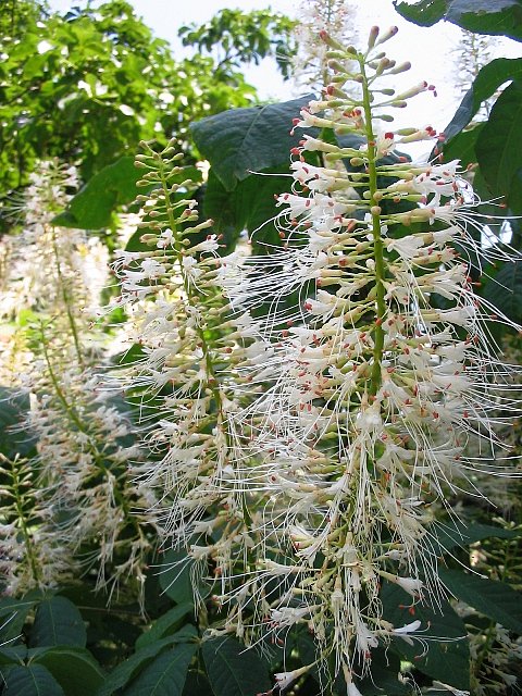 Изображение особи Aesculus parviflora.