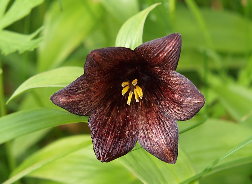 Изображение особи Fritillaria camschatcensis.