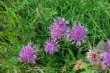 Centaurea scabiosa