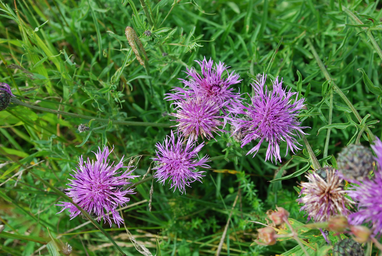 Изображение особи Centaurea scabiosa.