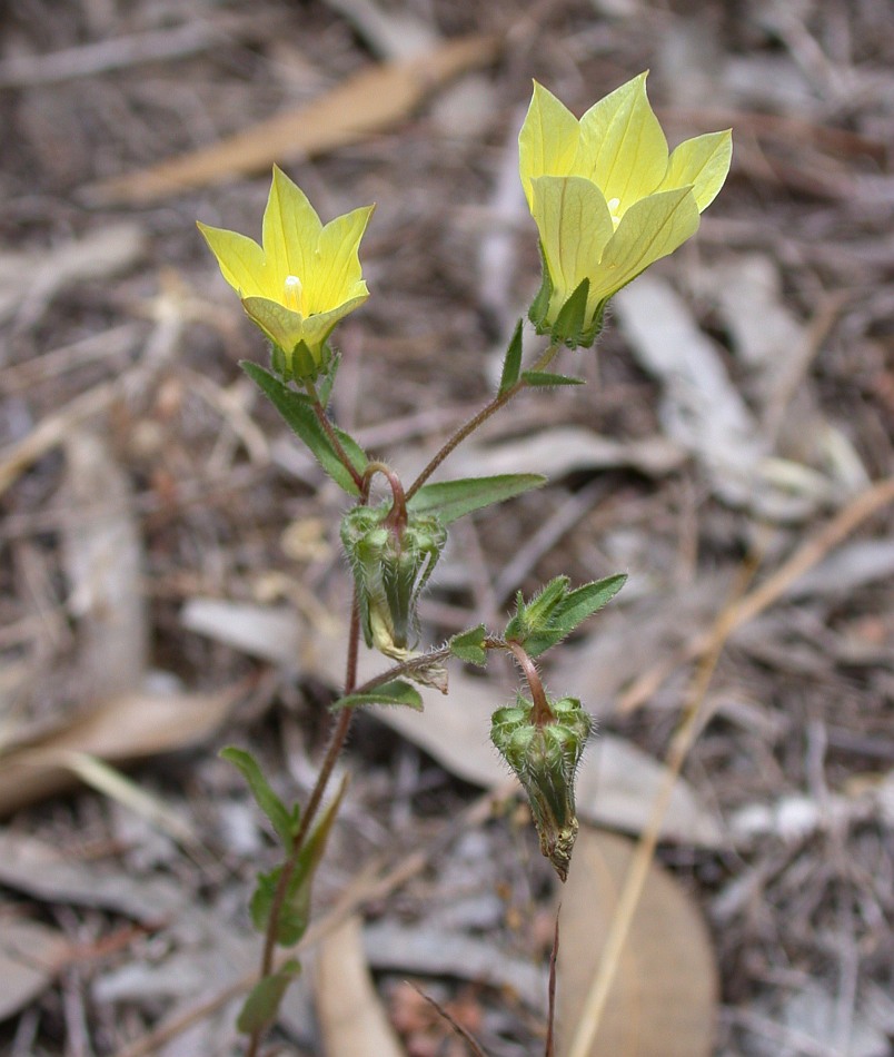 Изображение особи Campanula sulphurea.