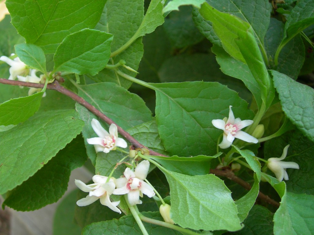 Изображение особи Schisandra chinensis.