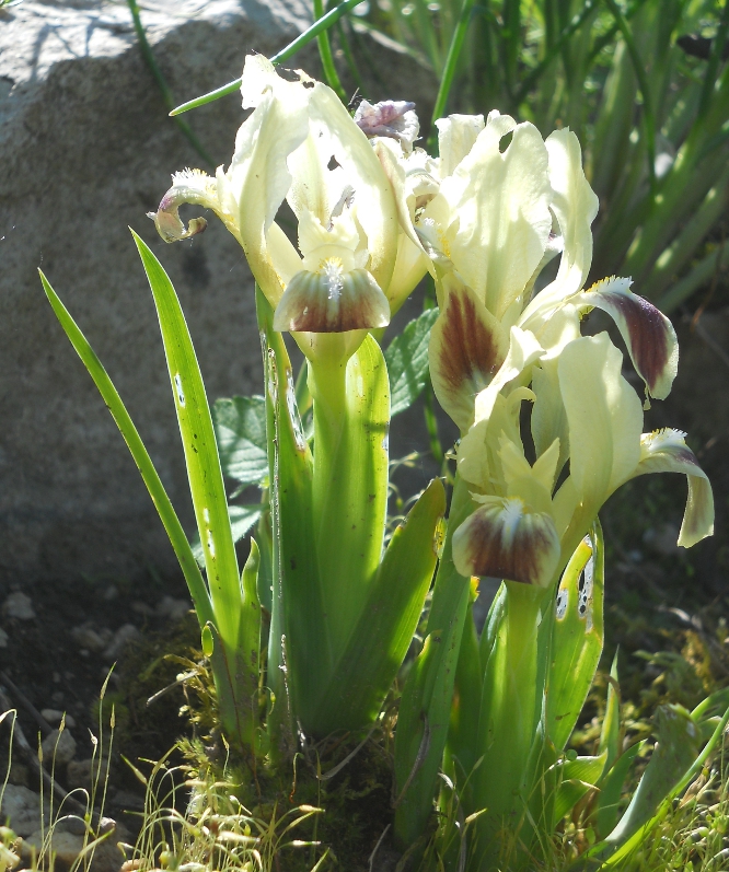 Image of Iris pumila specimen.