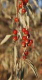 Elaeagnus angustifolia
