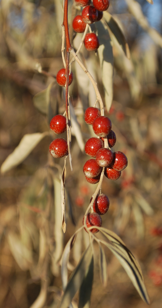 Изображение особи Elaeagnus angustifolia.