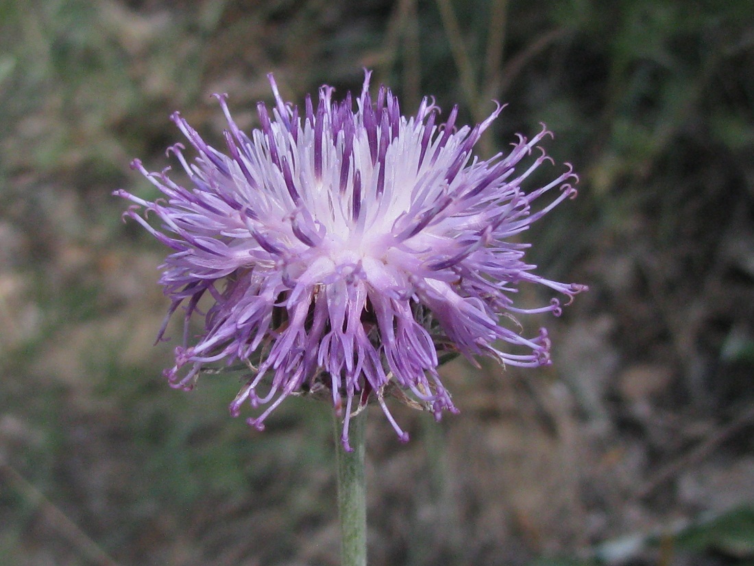 Image of Jurinea pseudocyanoides specimen.