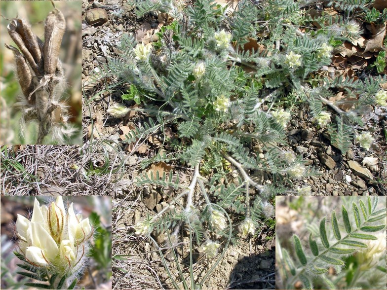 Изображение особи Oxytropis pallasii.