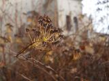 Spiraea × vanhouttei. Верхушка веточки с соплодиями. Южный берег Крыма, г. Ялта, в культуре. 26 января 2013 г.