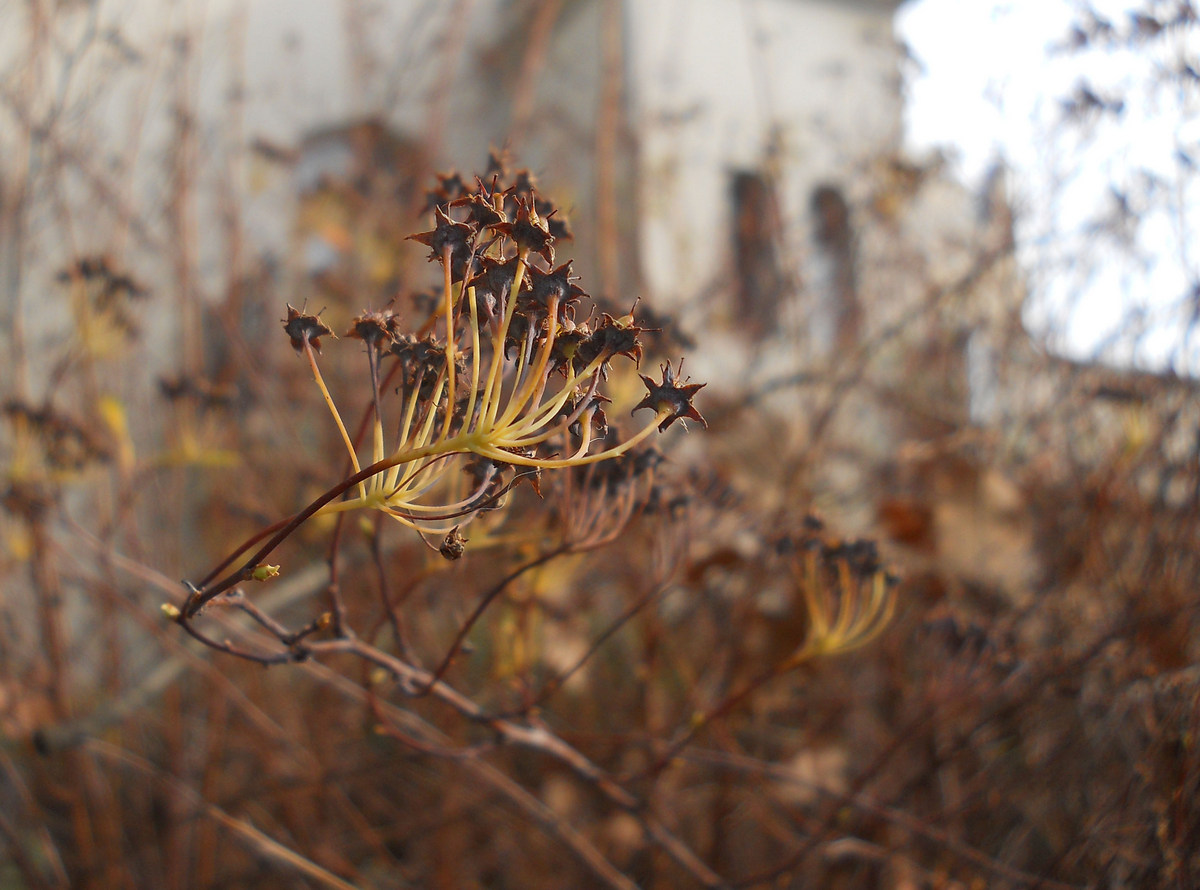 Изображение особи Spiraea &times; vanhouttei.