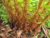 Dryopteris crassirhizoma