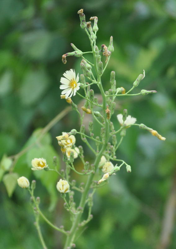 Изображение особи Lactuca indica.