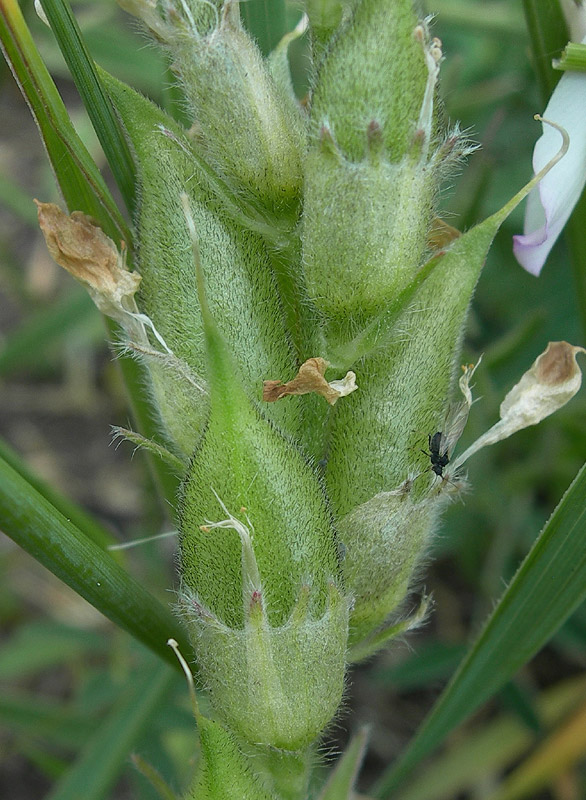 Изображение особи Oxytropis candicans.