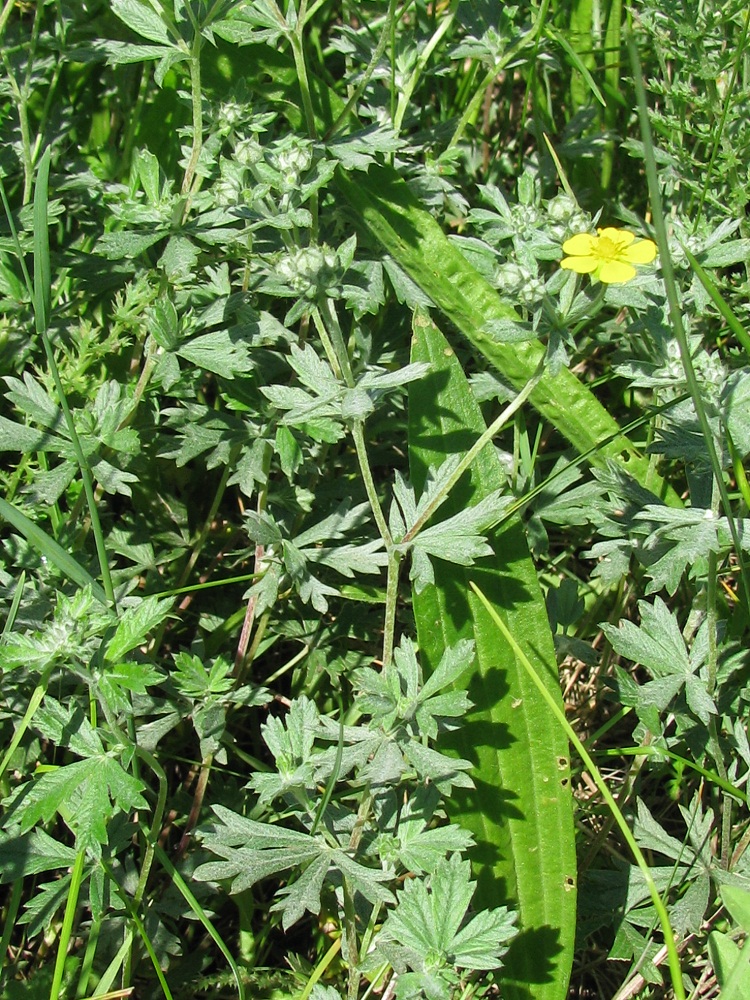 Изображение особи Potentilla argentea.