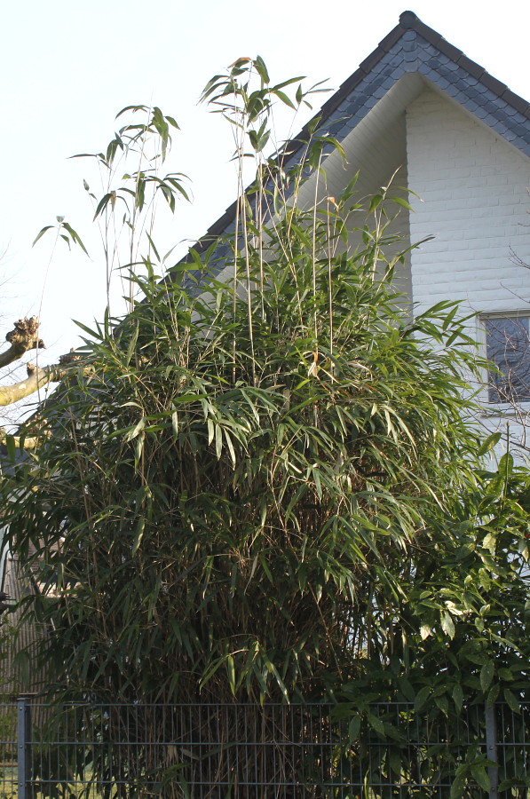 Image of genus Phyllostachys specimen.