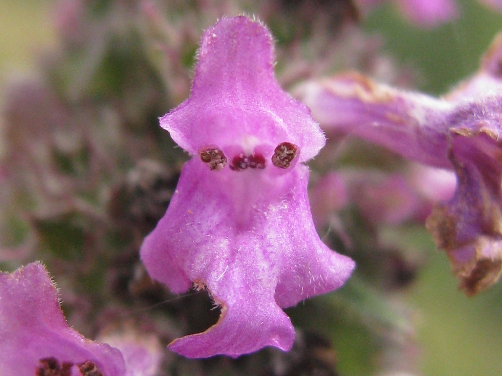 Изображение особи Betonica officinalis.