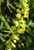Melilotus officinalis