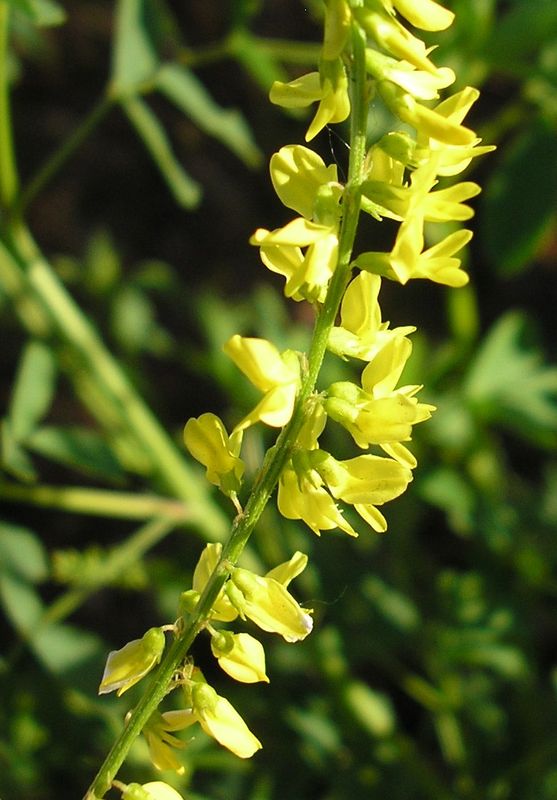 Изображение особи Melilotus officinalis.