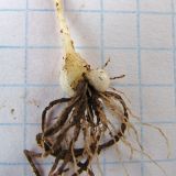 Gagea maeotica. Луковица со снятыми чешуями и развивающаяся вегетативная луковичка ювенильного растения. Украина, Донецкая обл., Новоазовский р-н, балка Безыменная. 13.04.2013.