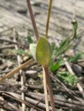 Holosteum umbellatum