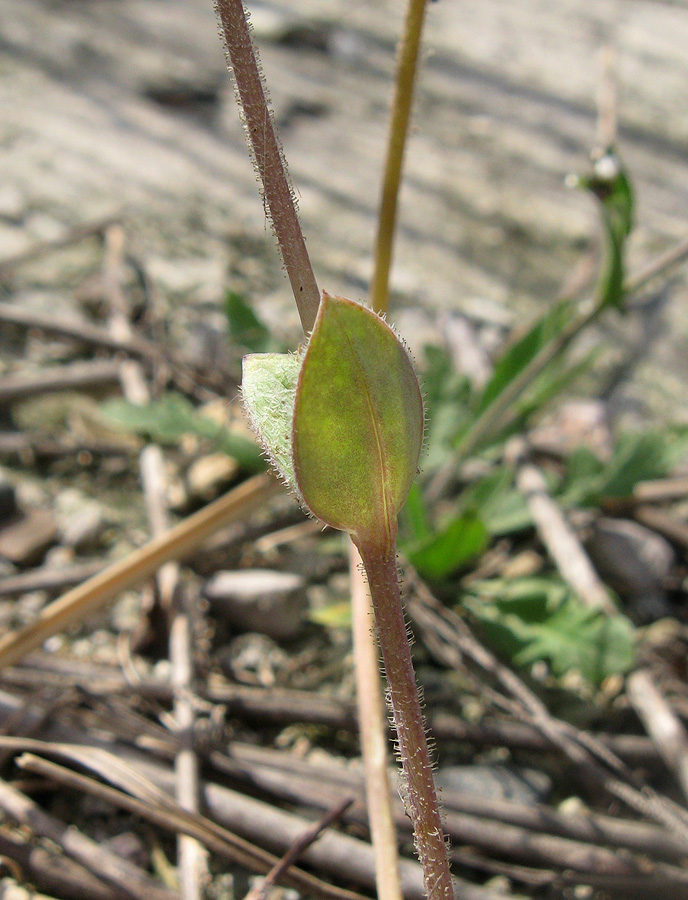 Изображение особи Holosteum umbellatum.