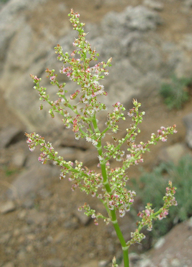 Изображение особи Rumex tuberosus.