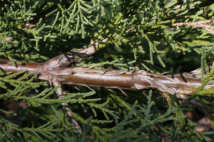 Image of genus Juniperus specimen.