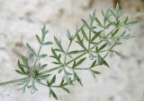 Pimpinella tragium. Лист. Ростовская обл., Куйбышевский р-н, окр. с. Лысогорка, на меловом склоне. 28.05.2013.