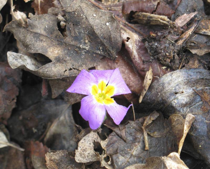 Image of Primula vulgaris specimen.