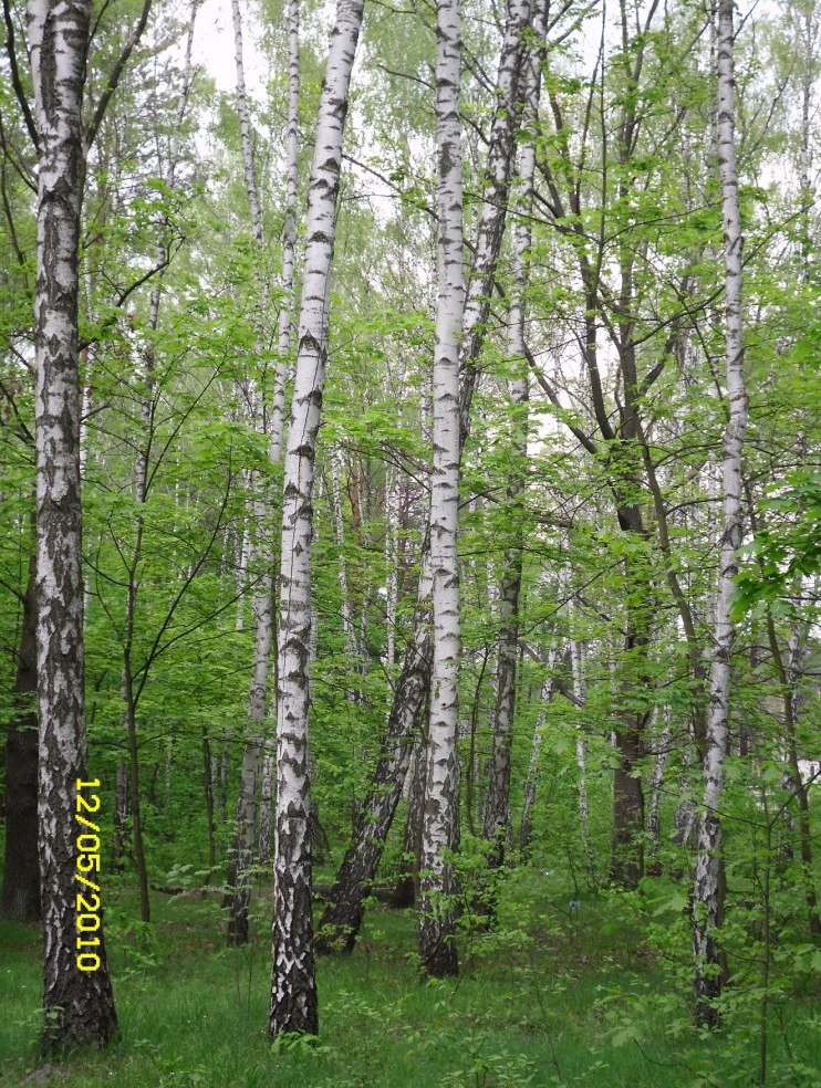 Image of Betula pendula specimen.