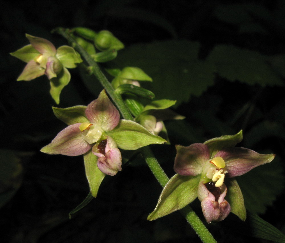 Изображение особи Epipactis helleborine.