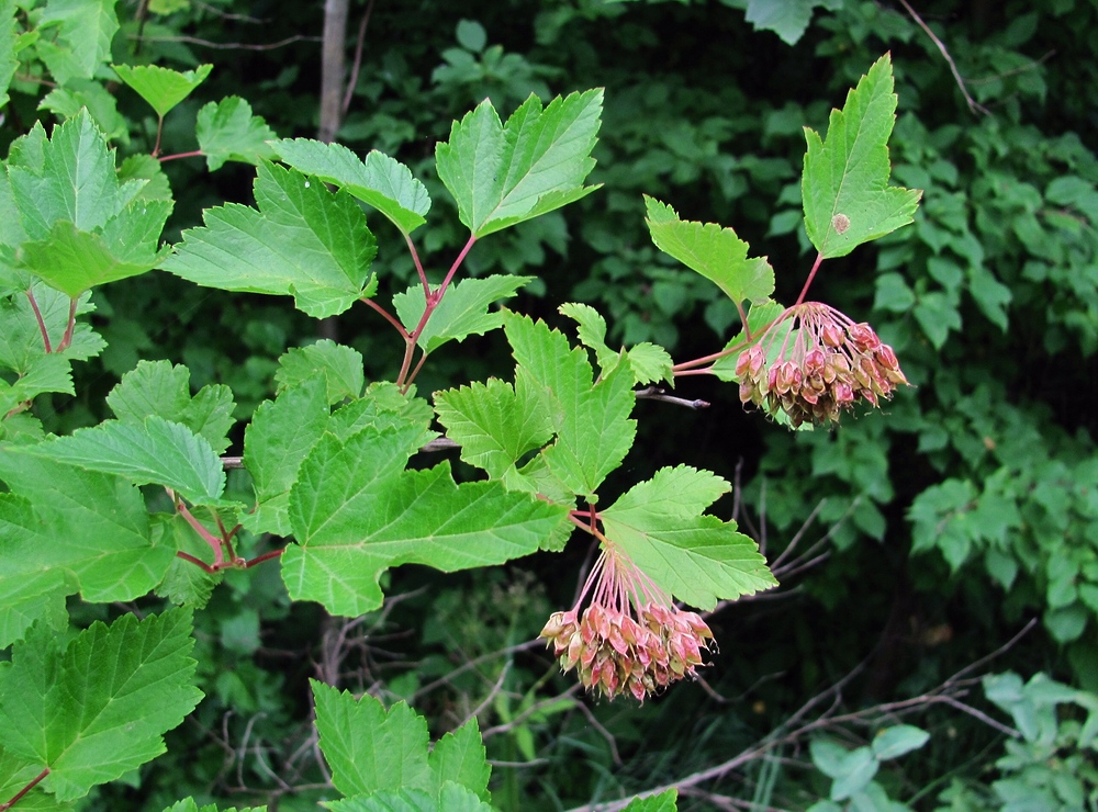 Изображение особи Physocarpus opulifolius.