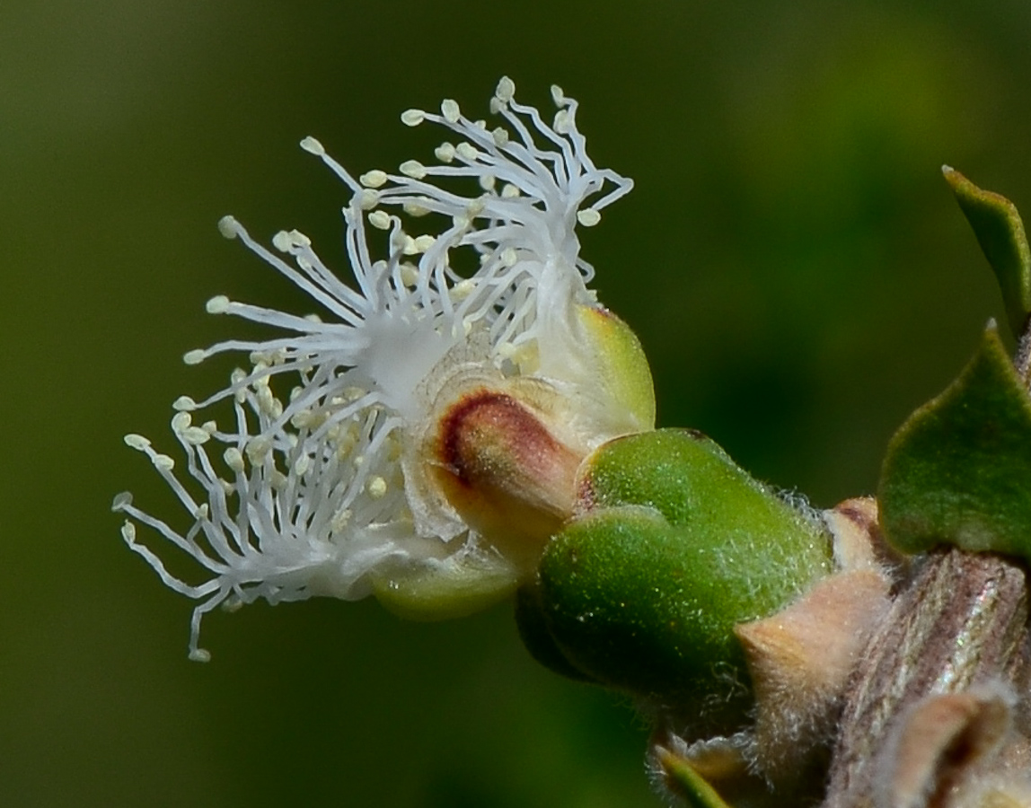 Image of Melaleuca cardiophylla specimen.