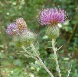 Cirsium euxinum. Верхушки побегов с соцветиями. Черноморское побережье Кавказа, щель Прасковеевская, горная тропа среди лиственного леса. 23.08.2013.