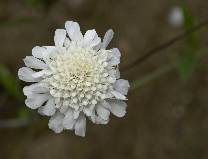 Image of Scabiosa bipinnata specimen.